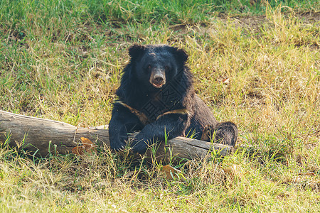 熊仔亚非黑熊动物园力量绿色野生动物危险黑色大熊猫动物食肉荒野背景