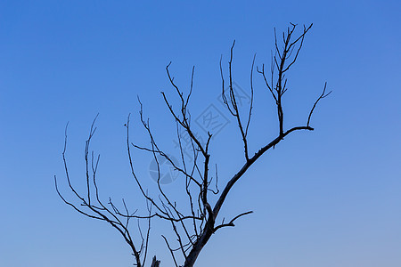 斜度蓝色天空背景下最小缩放的干枯树枝图片