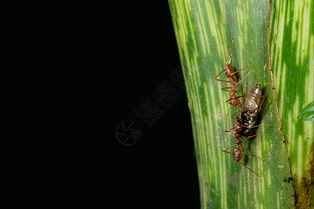 大型蚂蚁在叶子上树叶昆虫刀具宏观图片