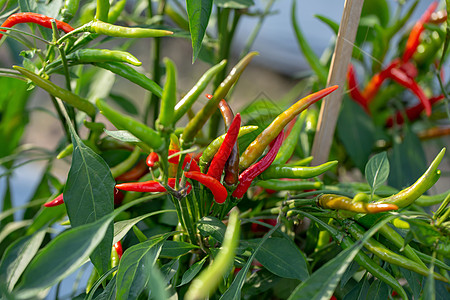 绿辣椒在树上生长 在树上的绿色辣椒收成农场食物烹饪味道团体花园香料水果蔬菜图片
