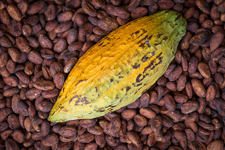 以生木制木制背景设置的开膛可可豆和豆类情调巧克力异国香气农场坚果烘烤黄油粮食小吃图片
