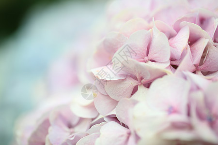 绣球花花园粉色花束花朵花瓣蓝色衬套大叶白色红色霍滕西亚高清图片素材