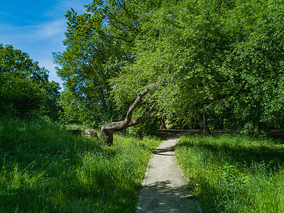 长长的林树与绿灌木之间的公园路段图片