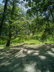 树林和绿树林之间的公园路径图片