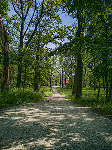 在树林和绿灌丛之间的公园长长通道小路衬套木头路径叶子森林人行道方式园艺灌木图片