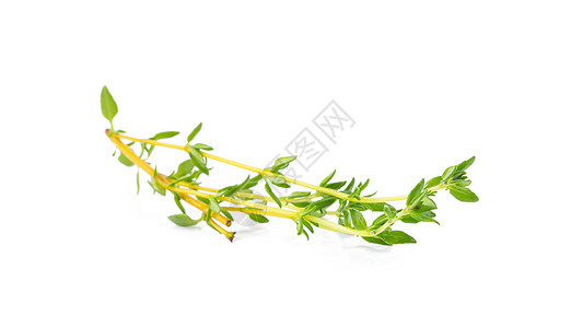 在白色背景上分离的黑白新草药迷迭香味道植物学蔬菜百里香烹饪调味品叶子美味香味图片