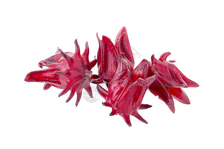 罗莎希比库斯萨布达里夫 白底红果花草本玫瑰水果红色茶点热带白色味道木槿蔬菜图片