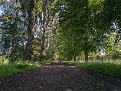 在树林和绿灌丛之间的公园长长通道环境园艺木头路径灌木丛人行道叶子植物季节衬套图片