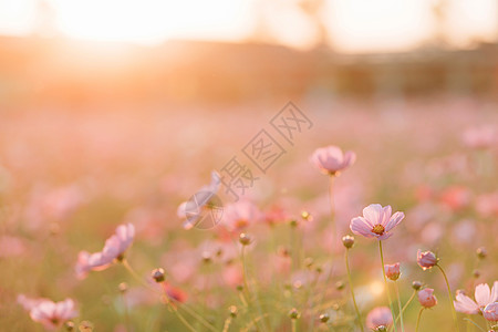 Daisy 以阳光为背景的粉色花朵场地宏观花园天空花瓣植物学季节农村紫色环境图片