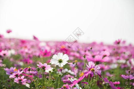 古时风格的宇宙花背景紫色场地蓝色植物学花朵晴天农村荒野环境季节图片
