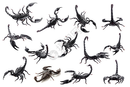 在白色背景上被孤立的黑蝎子黑色尾巴荒野安全沙漠野生动物危险生物昆虫热带图片