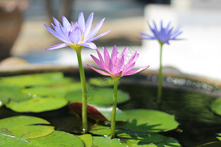 Lotus 紫莲自然池塘情调环境异国花瓣植物百合蓝色荷花热带图片