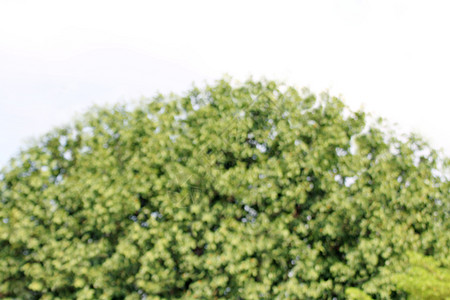 大灌木的模糊背景图像球形树绿叶球形灌木大树灌木大尺寸成圆形蓝色背景图片