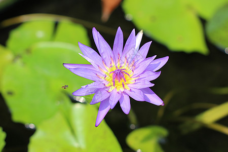 Lotus 紫莲自然花瓣荷花情调异国环境紫色花园百合植物群园艺图片