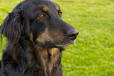 快乐的黑色和橙色 hovawart 狗的肖像 hovawart 女性特写 用于日历 海报 印刷封面的黑狗肖像哺乳动物脊椎动物宠物图片