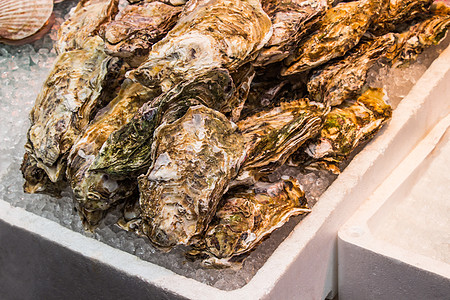 白泡沫箱上新鲜的牡蛎 在日本黑龙一叶市场冰块图片
