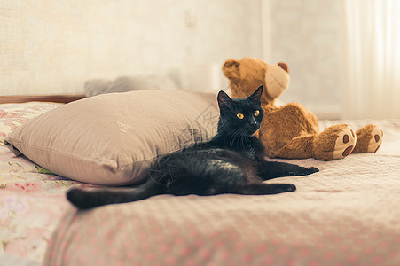 黑猫躺在一只玩具熊附近的床上说谎猫科动物黄眼睛脊椎动物宠物捕食者沙发毛皮房子眼睛图片