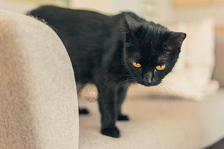 沙发上有黄色眼睛的黑猫宠物动物猫科动物毛皮黑色小猫捕食者猫咪哺乳动物床罩图片