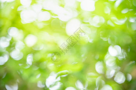 抽象模糊的焦点和模糊的绿叶背景花园墙纸植物学太阳环境生态植物群叶子绿色植物生长图片