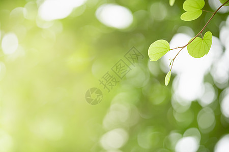 模糊绿叶的近似美丽迷人的自然景色生态晴天阳光墙纸生长植物环境树叶绿色植物公园图片