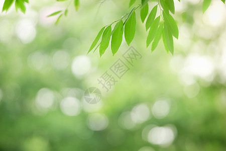 近距离接近美丽的自然景色 在模糊绿绿的绿叶上植物学树叶植物群季节太阳叶子花园墙纸生态生长图片