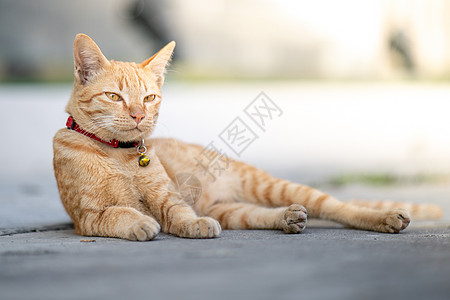 黄猫趴在一边 眼睛半闭着水泥小猫懒猫虎斑猫眼毛皮动物休息房子宠物图片
