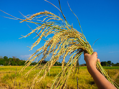 来自南面的 手握着香 YOYED有机稻田大米生长场地阳光种子农业耳朵农场季节营养产品背景图片