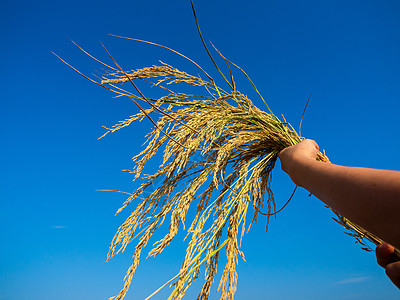 来自南面的 手握着香 YOYED有机稻田大米农场花束食物营养蓝天茉莉花栽培农村季节环境背景图片