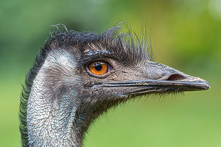 澳大利亚埃穆的肖像鸟类棕色荒野头发眼睛鲇鱼脖子软羽绿色账单图片
