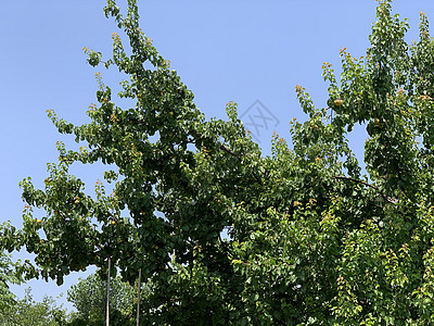 树枝上含果实的桃木枝条蓝色树叶栽培天空植物收成季节植物学晴天图片