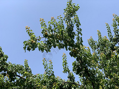 树枝上含果实的桃木蓝色晴天枝条叶子油桃栽培植物群农业天空生产图片