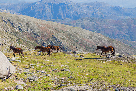 山上的马农业牧场农场动物乡村场地哺乳动物草地绿色棕色图片