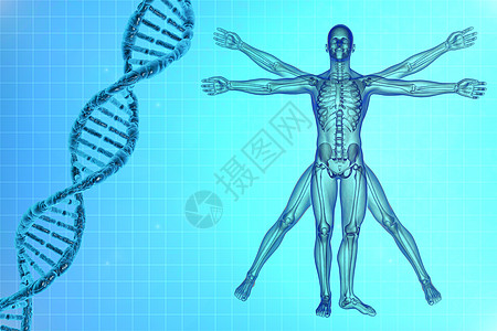 有DNA的维特鲁维人图片
