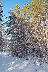 有松树的森林冬季风景白色木头季节性童话阳光冻结暴风雪植物季节降雪背景图片