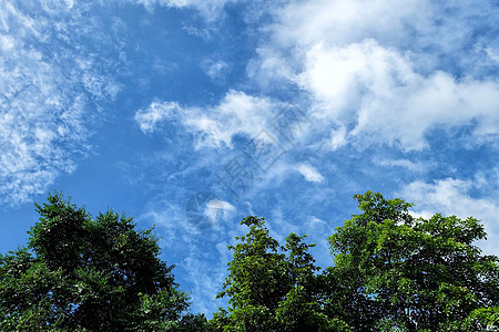 蓝天云与树图片