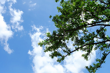 蓝天空与叶子背景花朵天空蓝色森林框架活力树叶环境美丽植物群图片