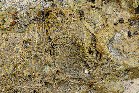 印度洋巴厘岛印度尼西亚海岸的海洋动物化石 黄色黑色海珊瑚化石的结构 珊瑚小凹处的水 太阳光线从水面反射热带障碍装饰品宏观装饰碳酸图片