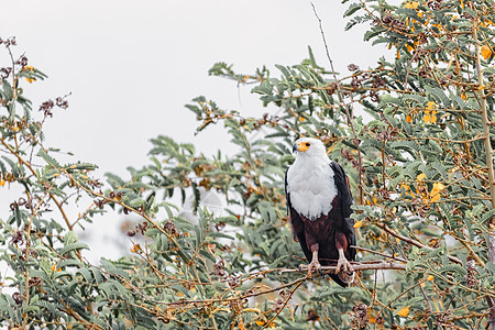 非洲渔业鹰 埃塞俄比亚非洲野生生物组织旅行公园海藻风景鱼鹰天空动物鸟类国家夫妻图片