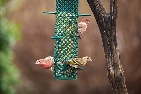 两只雄鸡翅和一只雌在养鸟的松树西斯金图片