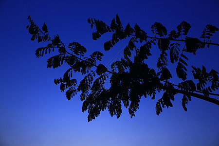 夜里黑色的树枝轮廓 蓝色天空背景图片