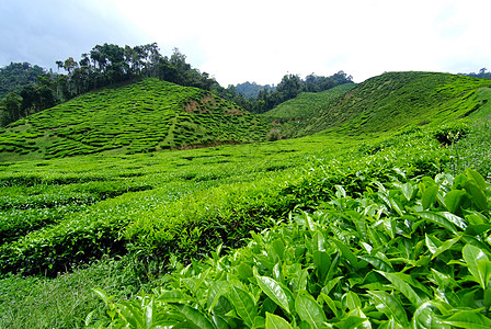 茶叶种植茶园叶子精品种植园公园绿地花园红茶潮红图片