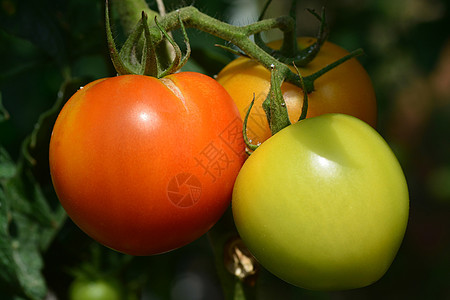 树木植物上新鲜的番茄食物粉虱农场温室蔬菜红色健康花园生长水果图片