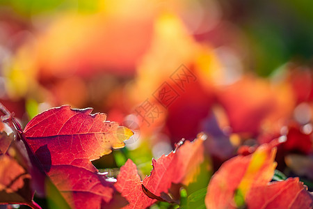 各种秋叶颜色的树叶橙子季节黄色落叶绿色红色植物群植物棕色季节性图片