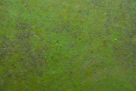 苔藓植物地衣藻墙纸玻璃生长宏观乡村藻类绿色金属材料水生植物图片