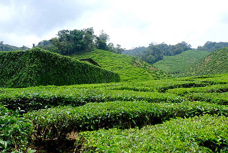 茶叶种植园红茶茶花花园茶园潮红图片