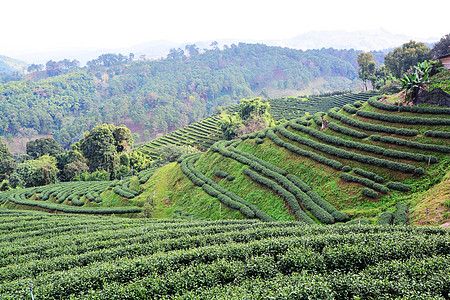 茶叶种植园茶园花园精品红茶叶子公园潮红绿地图片