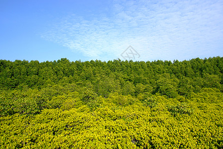 黄金草地普罗恩人行道植物小路丛林场景热带花园木头叶子森林图片