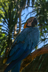 在热带背景的美丽的五颜六色的 巴厘岛飞禽公园动物园的蓝黄金刚鹦鹉 蓝金刚鹦鹉 鹦鹉科的鸟类 世界上最著名的鹦鹉之一宠物丛林眼睛情图片