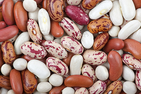 不同品种和颜色的哈利果豆白色食物豆类粮食红色扁豆蔬菜圆形图片