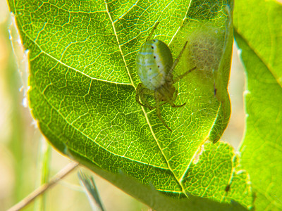 昆虫动物动物群枝条树枝叶子焦点野生动物漏洞树叶荒野图片